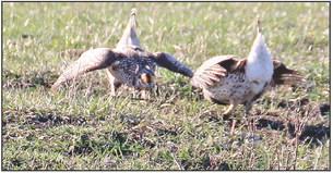 A pair of grouse perform a mating dance this spring near Lake Isabel. According to the South Dakota Game, Fish &amp; Parks, nearly 99,000 grouse were harvested in the state in 2024. Photo by Jon Flatland