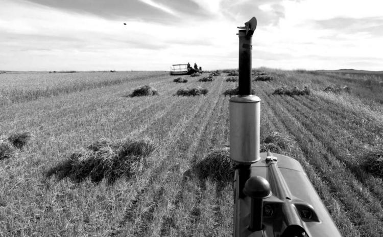 The harvesting machines of yesteryear will be demonstrated at the Coal Springs Threshing Bee and Antique Show September 25-27. This year the spotlight will be on Massey Harris and Massey Ferguson models.
