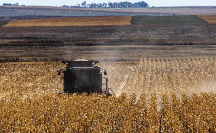 Harvesting corn