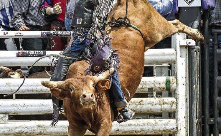 Wynn Lawrence of Whitehorse, one of the premier young bull riders in the region, won the SD 4-H State Bull Riding title in Ft. Pierre last weekend. Photo by Plooster Photography
