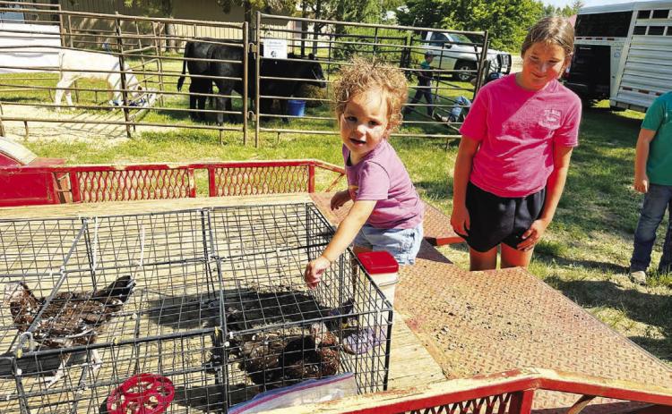 Jensen Booth was pretty impressed with Grayson Goldade’s chickens at the Dewey County 4-H Achievement Day as her sister