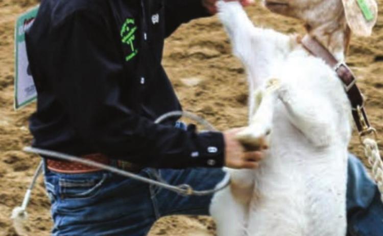Fletcher Birkeland, Dupree, wraps up a goat during the 4-H rodeo in Faith. Photos by Jon Flatland