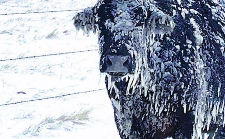 A black angus cow stands caked in snow and ice at the Scott Walters ranch north of Glad Valley following last week’s blizzard. Some area livestock producers suffered significant losses from the storm. Photo courtesy of Scott Walters