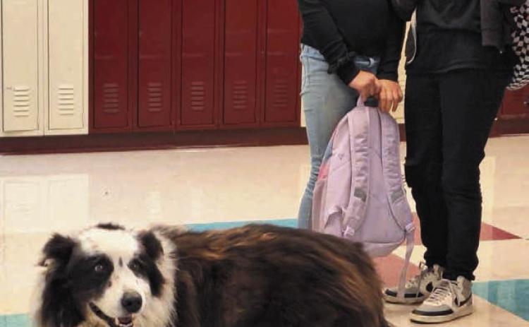 Dupree students were off to a dog-gone great start to the school year when a local dog tried to attend. Sad for him, as he just wanted to learn with his student friends, he was escorted out.