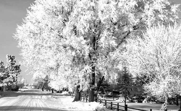 Relatively mild temperatures for December and January are about to give way to some colder and snowier days in the next few weeks. Nightly fog and heavy frost have blanketed the region in the past two weeks with meteorologists predicting sub-zero temperatures and the chance for much more snow by the end of January. The frost in the trees like this one in Isabel creates the effect the scene is a painting.