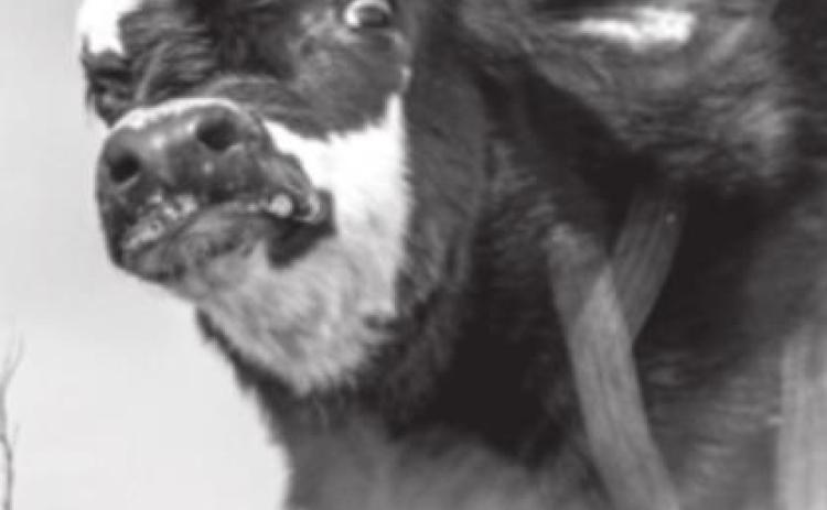 Stray Thoughts: Baby Cow Therapy