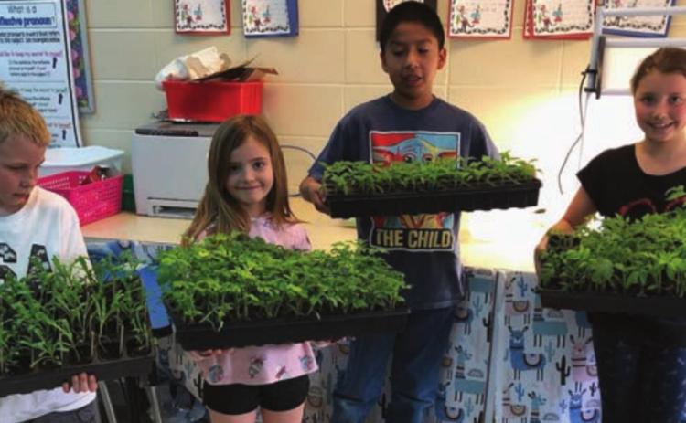 Second graders started daisies, peppers and tomatoes for the Healing Hands Garden in their classroom. L-R are Maddoc Boysen, Lily Handeland, J’Den Grey Eagle, and Brinley Mowrer.