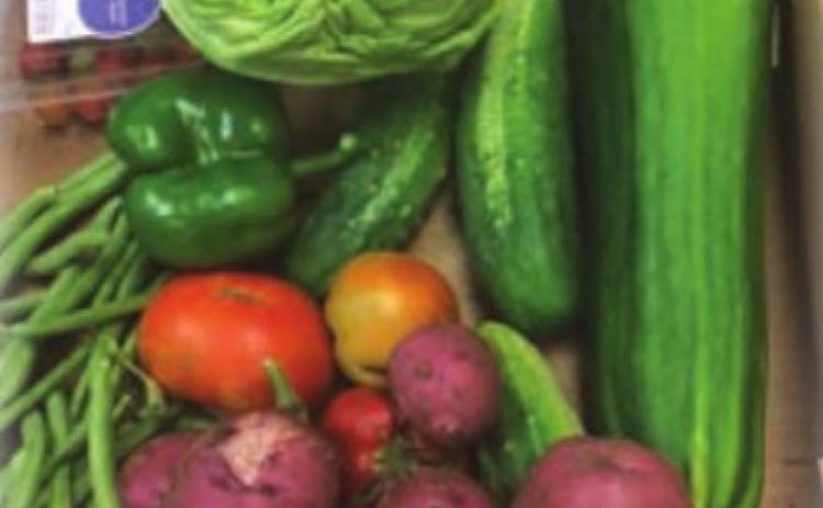Vegetables are being harvested