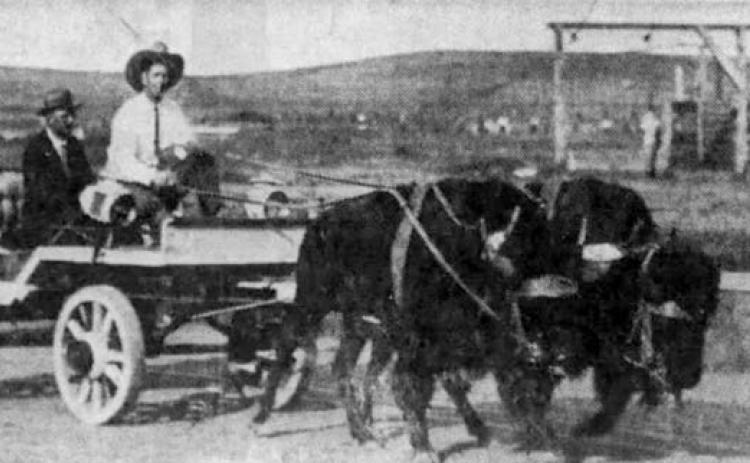 ‘Dakota’ Clyde Jones and his wagon-trained buffalo team. He once tried to saddle an elk. It ended badly. Photo from Rapid City Journal