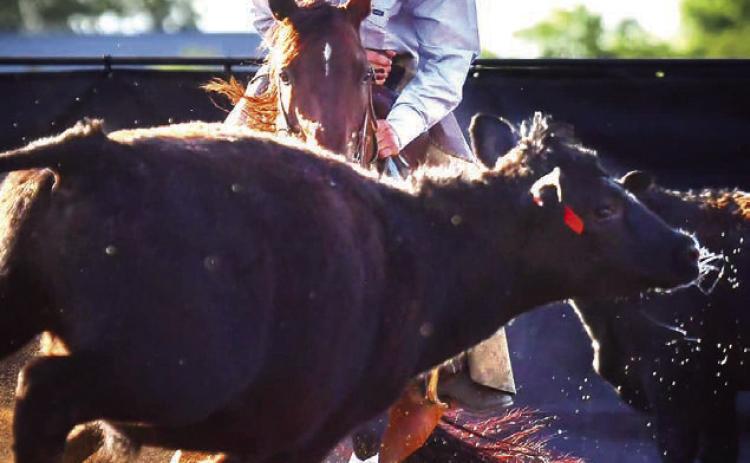 Rope Roghair is focused while competing in the boys cutting competition at the State HS Finals Rodeo in Ft. Pierre last weekend. Roghair won the state boys cutting championship and later added the saddle bronc riding crown, advancing him to the National HS Finals Rodeo in Wyoming in both events later this summer. Photo Courtesy of Chuck Miner/4C Photography