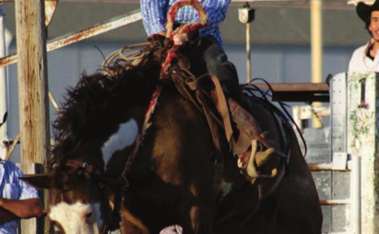 Photo by Jon Flatland Carl Petersen of Eagle Butte holds tight out of the gate while competing in the ranch bronc ride Saturday in McLaughlin.