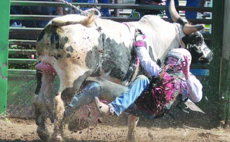 Thane Keller of the Timber Lake High School Rodeo Team found himself hung up after being ejected during a bull ride at the Timber Lake High School Rodeo on Saturday, May 27. With the help of bullfighters, Keller was able to free his hand and avoided serious injury. Photo by Jon Flatland