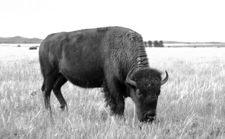 Through a new pilot project with the USDA, the CRST Buffalo Authority Corp. has been awarded two six month contracts to provide bison meat from its roughly 2,000 head herd to the Rosebud and Sisseton-Wahpeton reservations on a monthly basis. Photo by Jon Flatland