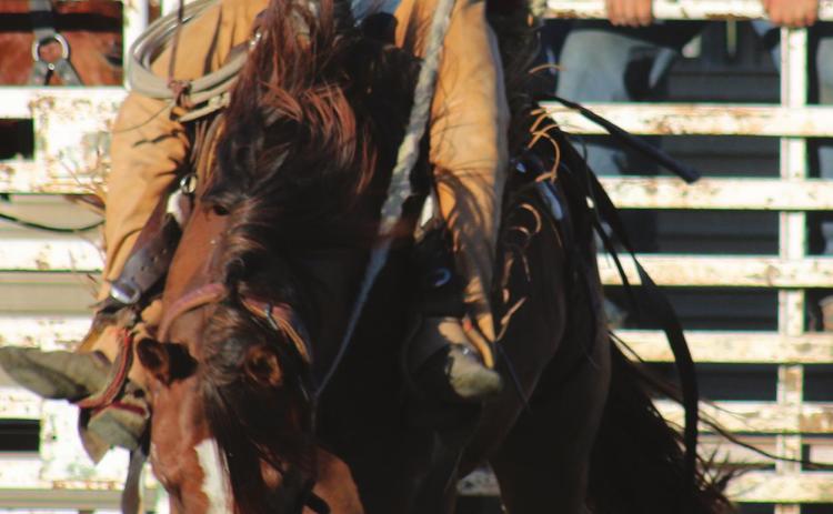 Cinch Hebb of Dupree comes out of the gate for his ranch bronc ride in McLaughlin.