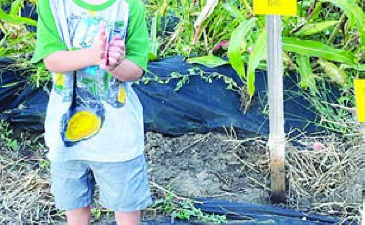 Koleson Long inspects the Community Garden at the Harvest Festival (More inside)