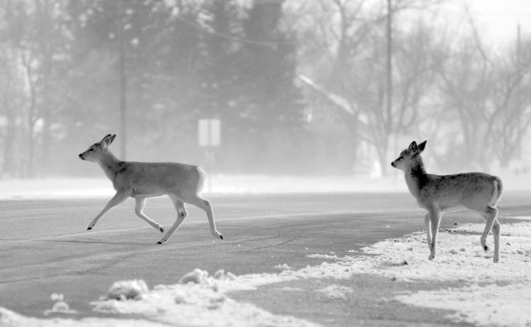 Two white-tail deer cross a wind-blown Highway 20 in downtown Isabel on Saturday, March 11, as they seek shelter from the wind and blowing snow. Photo by Jon Flatland