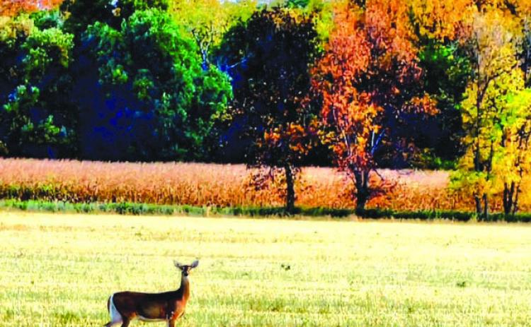 Autumn is in the air in and around Dewey County, providing a pallet of fall colors as the background to everyday life in rural South Dakota. This whitetail doe stopped to pose in front of brilliant foliage near McIntosh. Photo by Jon Flatland
