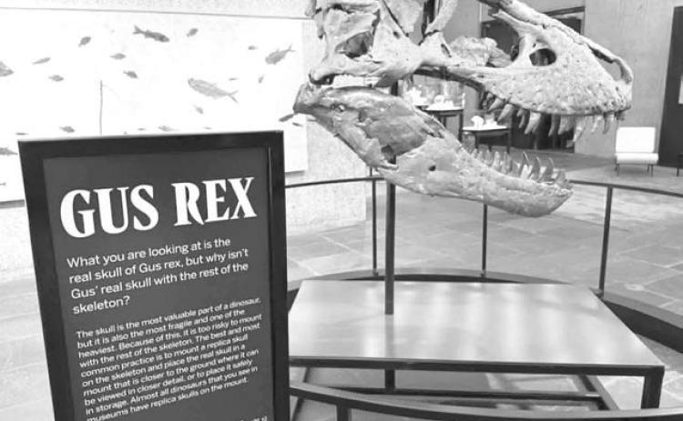 Gus, one of the most complete T. rex skeletons ever found, will go on the auction block at Sotheby’s in New York City.