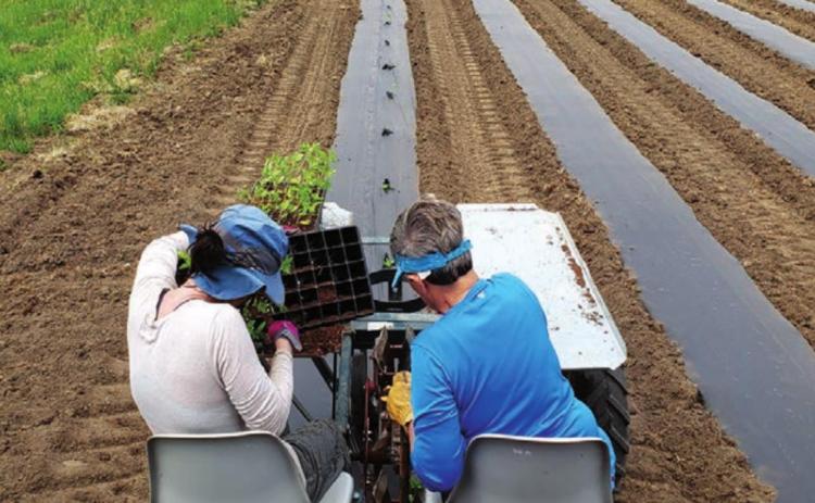 Cathy Weber and her mother-in-law, Johny Weber of Timber Lake, individually hand-planted the 3000 hemp seedlings which were started in a greenhouse.