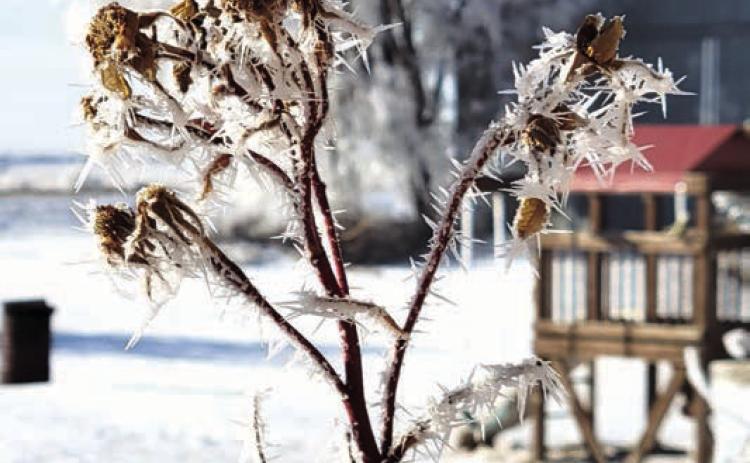 A heavy hoar frost blanketed Dewey County last week making it very picturesque, but it didn’t last long as temperatures climbed into the low 50’s last weekend.