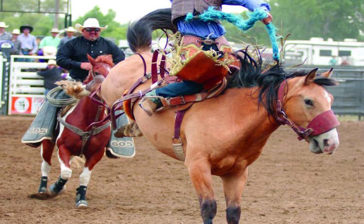 Rope Roghair of Isabel strung together three qualifying rides to capture fifth place honors in saddle bronc riding at the South Dakota High School Finals Rodeo in Ft. Pierre last weekend, June 15-18. Roghair also placed 18th in tie-down roping and 13th in team roping with teammate Rylee Price of Faith. Photo by Jon Flatland