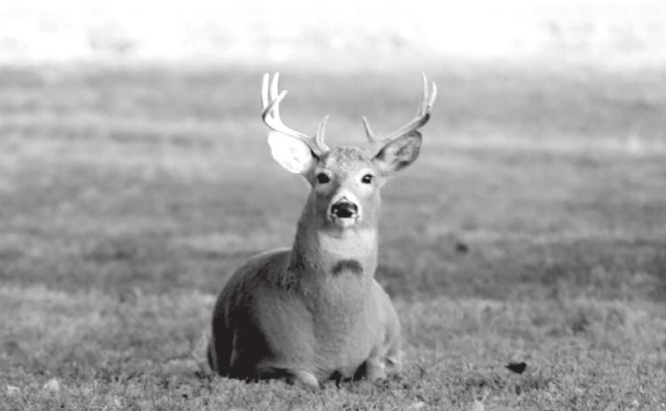 A white-tailed buck