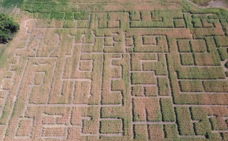 The Bridge City Corn Maze at Mobridge has an ornate arrangement of passagways.