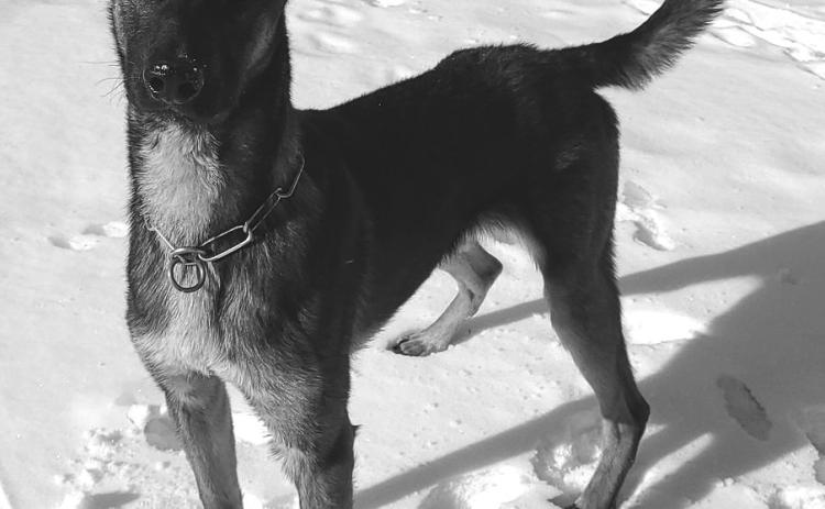 Zigi, Corson County K-9