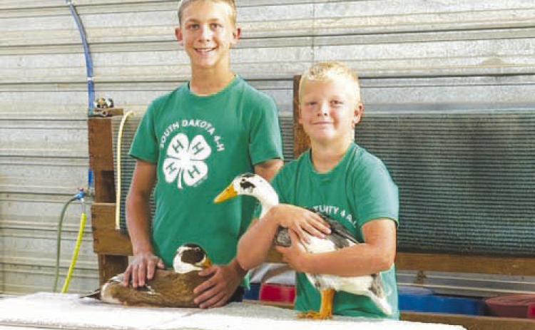 Isaac and Eli Zeug showed poultry at the 2025 Achievement Day.